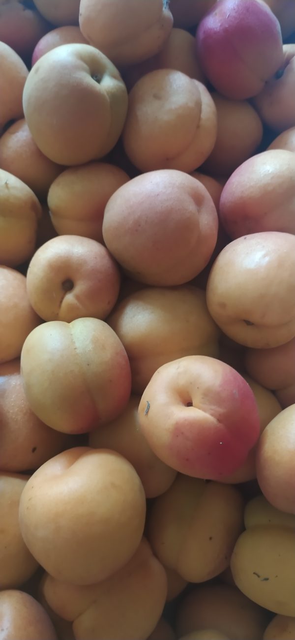 Albicocche